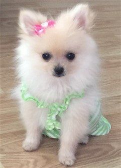 tiny-girl-pomeranian